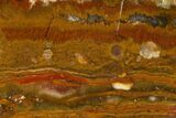 Polished Indian Blanket Jasper Section - Utah #152672-1